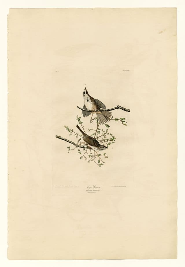 A detailed natural-history plate shows several small sparrows perched among grasses and seed heads. The birds are carefully observed, with delicate markings and alert postures, making their smallness and specificity part of the lesson.